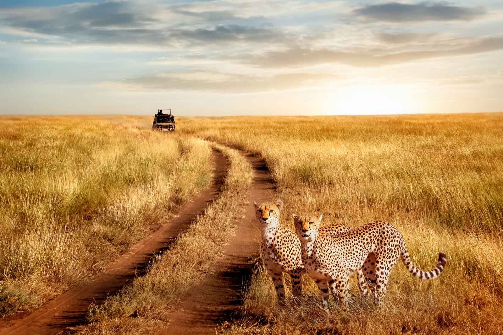 serengeti-national-park-nomad-nation-safaris-cheaters-1