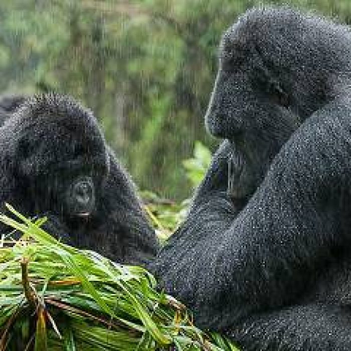Volcanoes_National_Park_016