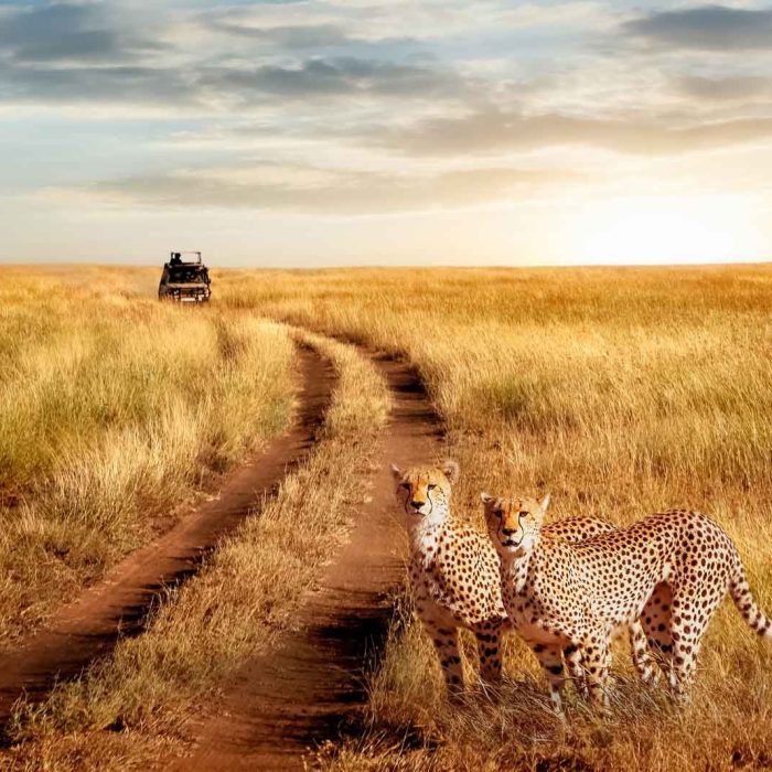 serengeti-national-park-nomad-nation-safaris-cheaters-1